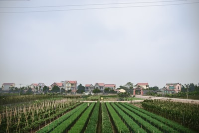 绿色草地在白色天空白天
